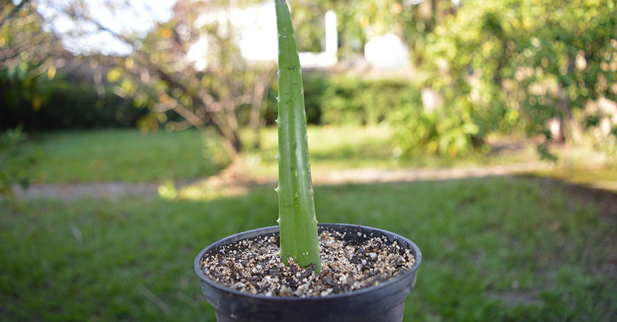 folhaplantada - Como Plantar Babosa em Vaso - Guia Completo!