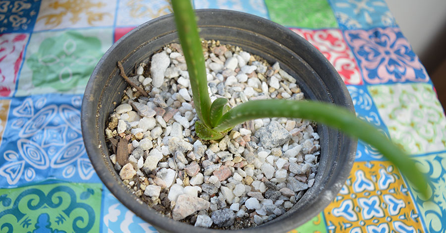 mudaplantada - Como Plantar Babosa em Vaso - Guia Completo!