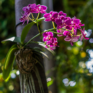 orquidea 5 - Como Plantar Orquídea em Vaso: Dicas Essenciais (para Iniciantes)