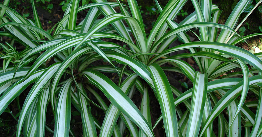 Clorofito - 10+ Melhores Plantas para Dentro de Casa (Purificam o Ar)