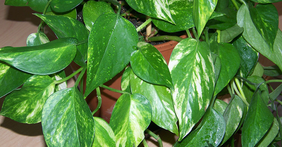 Pothos epipremnum feuilles - 10+ Melhores Plantas para Dentro de Casa (Purificam o Ar)