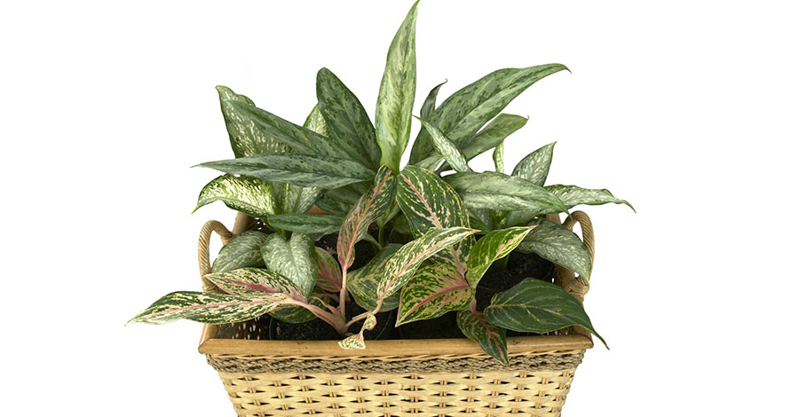 aglaonema - 10+ Melhores Plantas para Dentro de Casa (Purificam o Ar)