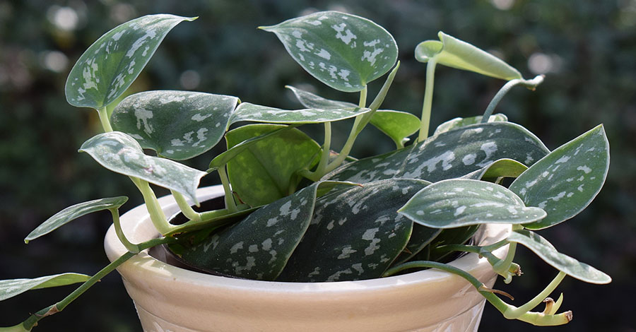 philodendron - 10+ Melhores Plantas para Dentro de Casa (Purificam o Ar)