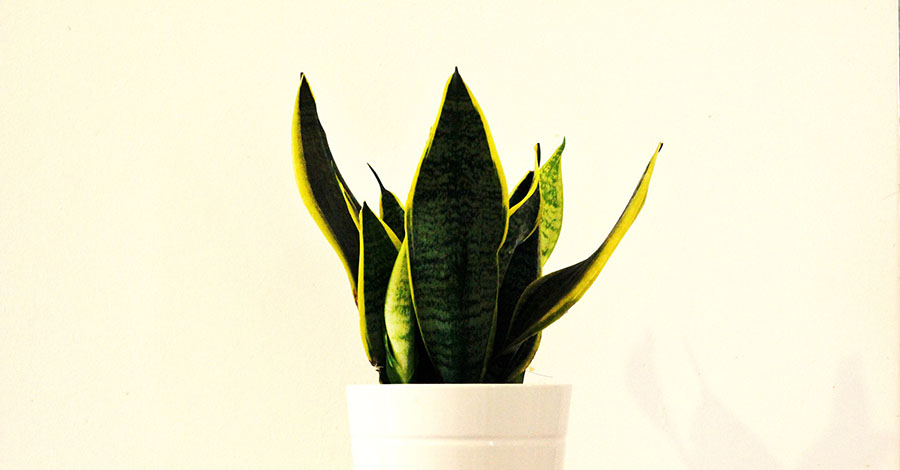 sansevieria - 10+ Melhores Plantas para Dentro de Casa (Purificam o Ar)