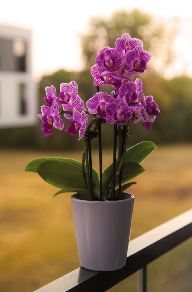 Como Plantar Orquídea em Vaso: Dicas Essenciais (para Iniciantes)